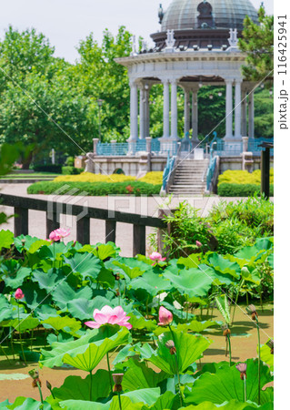 鶴舞公園、胡蝶ケ池のハス〈愛知県名古屋市〉 116425941