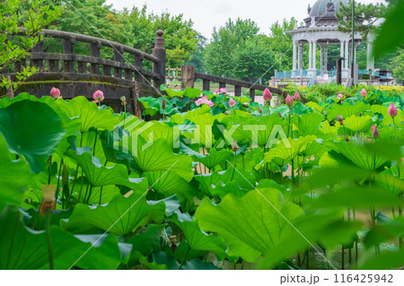 鶴舞公園、胡蝶ケ池のハス〈愛知県名古屋市〉 116425942