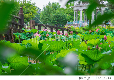 鶴舞公園、胡蝶ケ池のハス〈愛知県名古屋市〉 116425943