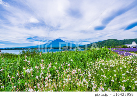 【山梨県】河口湖大石公園・湖畔遊歩道に咲く白い花と富士山 116425959