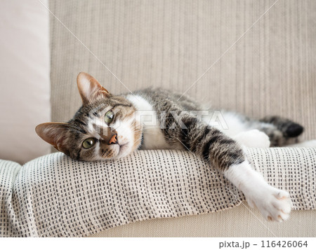 ソファに横たわる猫 116426064