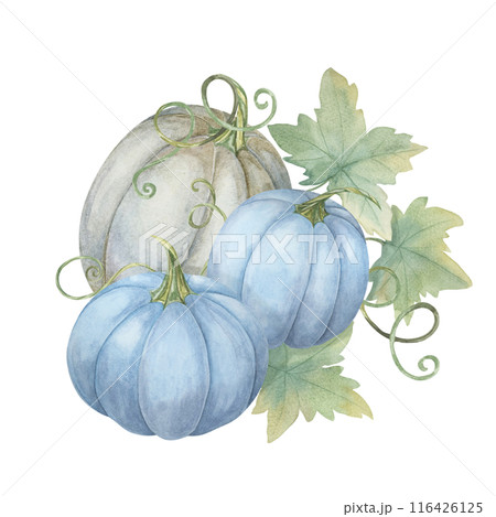 Two blue pumpkins and one white pumpkin with green leaves. Pastel colored squash illustration. Watercolor clipart for autumn wedding invites, seasonal marketing, Thanksgiving and unique fall decor Two blue pumpkins and one white pumpkin with green leaves. Pastel colored squash illustration. Watercolor clipart for autumn wedding invites, seasonal marketing, Thanksgiving and unique fall decor 116426125