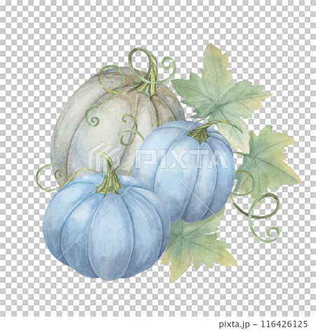 Two blue pumpkins and one white pumpkin with green leaves. Pastel colored squash illustration. Watercolor clipart for autumn wedding invites, seasonal marketing, Thanksgiving and unique fall decor 116426125