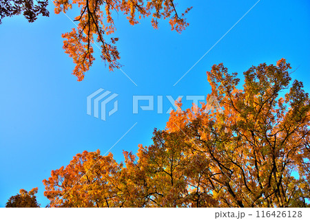 秋の空と紅葉した木 秋の空と紅葉した木 116426128