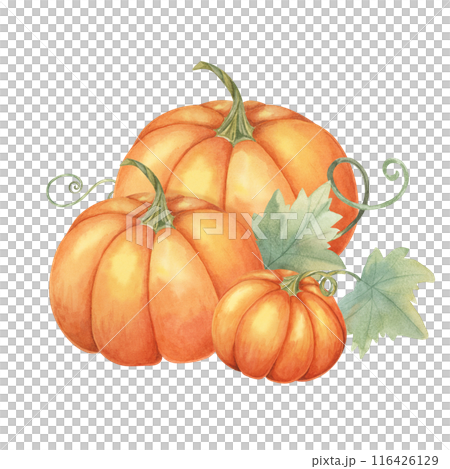Three orange pumpkins with green leaves and vines. Bright squash illustration. Watercolor clipart suitable for autumn decor, stickers, Thanksgiving cards, and harvest festival promotional materials Three orange pumpkins with green leaves and vines. Bright squash illustration. Watercolor clipart suitable for autumn decor, stickers, Thanksgiving cards, and harvest festival promotional materials 116426129