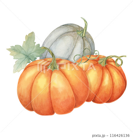 Two orange pumpkins and one grey pumpkin with green leaves. Colorful squash illustration. Watercolor clipart for fall-themed invitations, Thanksgiving, seasonal greeting cards, and kitchen decor 116426136