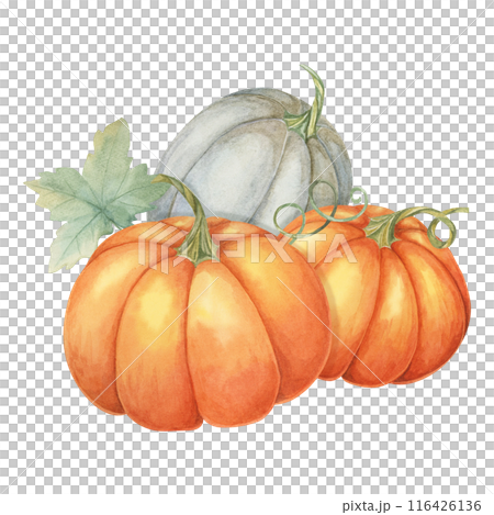 Two orange pumpkins and one grey pumpkin with green leaves. Colorful squash illustration. Watercolor clipart for fall-themed invitations, Thanksgiving, seasonal greeting cards, and kitchen decor 116426136