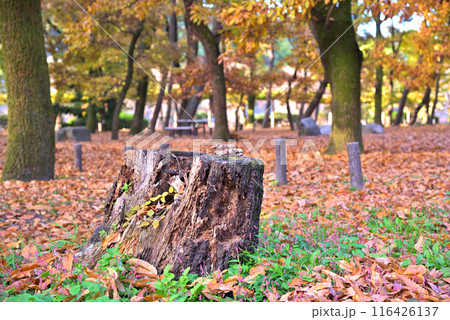 《愛知県》名古屋市名城公園の紅葉と落ち葉 《愛知県》名古屋市名城公園の紅葉と落ち葉 116426137