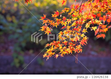 紅葉したもみじ 紅葉したもみじ 116426138