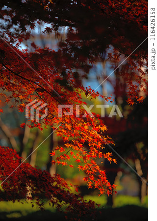 木漏れ日に照らされたもみじの真っ赤な紅葉 木漏れ日に照らされたもみじの真っ赤な紅葉 116426158
