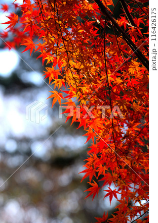 木漏れ日に照らされたもみじの鮮やかな紅葉 木漏れ日に照らされたもみじの鮮やかな紅葉 116426175