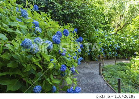明月院(あじさい寺)の紫陽花 明月院(あじさい寺)の紫陽花 116426198