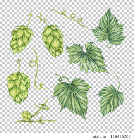 Hop cones and leaves watercolor illustration. Green humulus lupulus design elements for Oktoberfest, St. Patrick's day celebration, beer brewing industry. Hops plant clipart for brewery, beer label 116426202