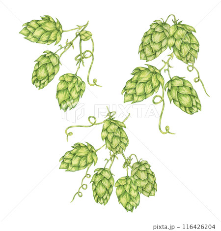 Hop cones branch watercolor illustration. Green humulus lupulus vine for Oktoberfest, St. Patrick's day celebration, beer brewing industry. Hops plant clipart for brewery design, beer label, menu 116426204