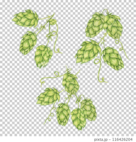 Hop cones branch watercolor illustration. Green humulus lupulus vine for Oktoberfest, St. Patrick's day celebration, beer brewing industry. Hops plant clipart for brewery design, beer label, menu 116426204