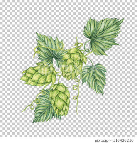 Hop cones and leaves watercolor illustration. Green humulus lupulus vine composition for Oktoberfest, St. Patrick's day celebration, beer label, brewery design. Hops plant clipart for menu, poster 116426210
