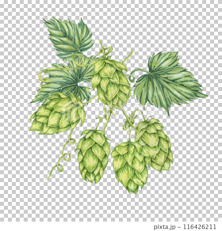Hop cones and leaves watercolor illustration. Green humulus lupulus vine composition for Oktoberfest, St. Patrick's day celebration, beer label, brewery design. Hops plant clipart for menu, poster 116426211