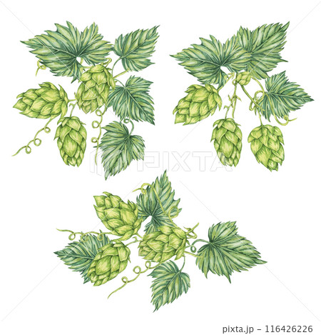 Hop cones Compositions set. Watercolor botanical illustration of Humulus lupulus for Oktoberfest, St. Patrick's day, beer label, brewery design. Hops plant vivid bright clipart for menu, poster 116426226