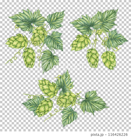 Hop cones Compositions set. Watercolor botanical illustration of Humulus lupulus for Oktoberfest, St. Patrick's day, beer label, brewery design. Hops plant vivid bright clipart for menu, poster Hop cones Compositions set. Watercolor botanical illustration of Humulus lupulus for Oktoberfest, St. Patrick's day, beer label, brewery design. Hops plant vivid bright clipart for menu, poster 116426226