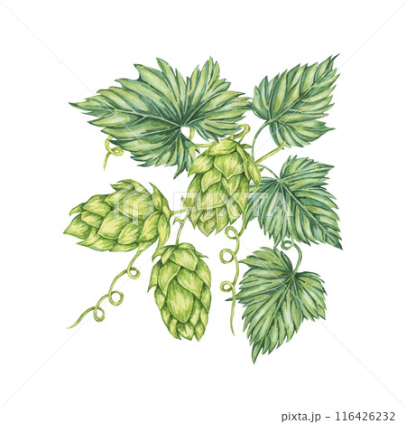 Hop cones and leaves branch watercolor illustration. Green humulus lupulus composition for Oktoberfest, St. Patrick's day celebration, beer label, brewery design. Hops plant clipart for menu, poster Hop cones and leaves branch watercolor illustration. Green humulus lupulus composition for Oktoberfest, St. Patrick's day celebration, beer label, brewery design. Hops plant clipart for menu, poster 116426232