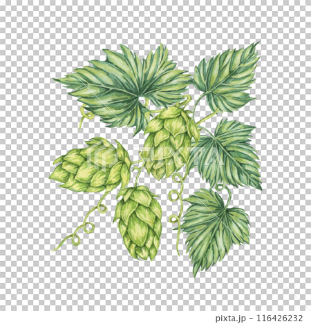 Hop cones and leaves branch watercolor illustration. Green humulus lupulus composition for Oktoberfest, St. Patrick's day celebration, beer label, brewery design. Hops plant clipart for menu, poster Hop cones and leaves branch watercolor illustration. Green humulus lupulus composition for Oktoberfest, St. Patrick's day celebration, beer label, brewery design. Hops plant clipart for menu, poster 116426232