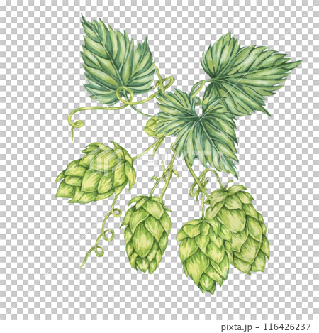 Hop cones and leaves branch watercolor illustration. Green humulus lupulus composition for Oktoberfest, St. Patrick's day celebration, beer label, brewery design. Hops plant clipart for menu, poster 116426237
