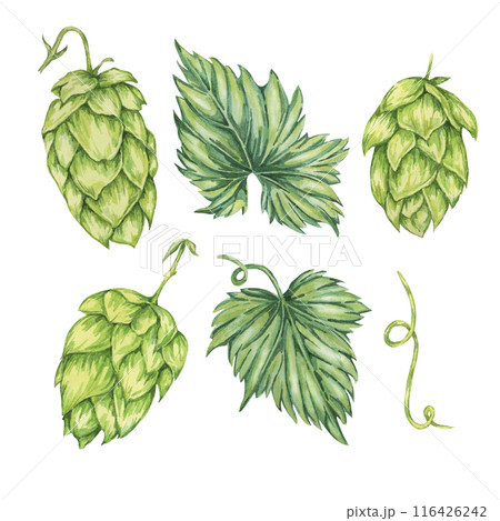 Hop cones and leaves watercolor illustration. Green humulus lupulus design elements for Oktoberfest, St. Patrick's day celebration, beer brewing industry. Hops plant clipart for brewery, beer label Hop cones and leaves watercolor illustration. Green humulus lupulus design elements for Oktoberfest, St. Patrick's day celebration, beer brewing industry. Hops plant clipart for brewery, beer label 116426242