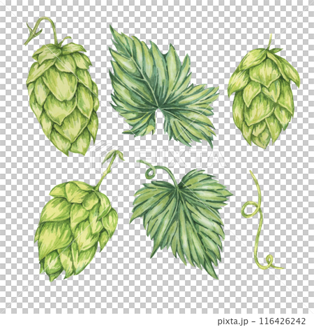 Hop cones and leaves watercolor illustration. Green humulus lupulus design elements for Oktoberfest, St. Patrick's day celebration, beer brewing industry. Hops plant clipart for brewery, beer label Hop cones and leaves watercolor illustration. Green humulus lupulus design elements for Oktoberfest, St. Patrick's day celebration, beer brewing industry. Hops plant clipart for brewery, beer label 116426242