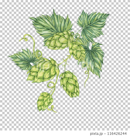 Hop cones and leaves watercolor illustration. Green humulus lupulus vine composition for Oktoberfest, St. Patrick's day celebration, beer label, brewery design. Hops plant clipart for menu, poster 116426244