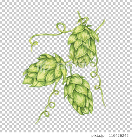 Hop cones watercolor illustration. Green humulus lupulus vine for Oktoberfest, St. Patrick's day celebration, beer brewing industry. Hops plant clipart for brewery design, beer label, menu Hop cones watercolor illustration. Green humulus lupulus vine for Oktoberfest, St. Patrick's day celebration, beer brewing industry. Hops plant clipart for brewery design, beer label, menu 116426245