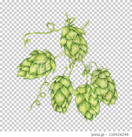 Hop cones branch watercolor illustration. Green humulus lupulus vine for Oktoberfest, St. Patrick's day celebration, beer brewing industry. Hops plant clipart for brewery design, beer label, menu Hop cones branch watercolor illustration. Green humulus lupulus vine for Oktoberfest, St. Patrick's day celebration, beer brewing industry. Hops plant clipart for brewery design, beer label, menu 116426246