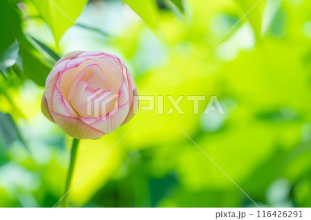 鶴舞公園、胡蝶ケ池のハス〈愛知県名古屋市〉 鶴舞公園、胡蝶ケ池のハス〈愛知県名古屋市〉 116426291