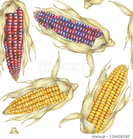 Indian heirloom and Yellow sweetcorn cobs seamless pattern, dry husks watercolor background. Maize fabric print for clothes, kitchen, wallpaper, wrapping, scrapbooking, food packaging, Thanksgiving 116426292