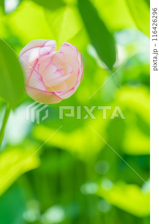 鶴舞公園、胡蝶ケ池のハス〈愛知県名古屋市〉 116426296