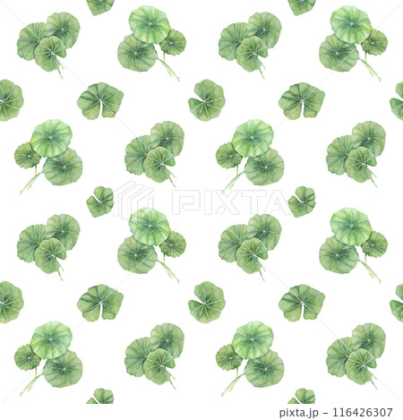 Green centella asiatica seamless pattern, vibrant foliage textile, greenery clipart. Watercolor gotu kola botanical print design for clothes, wallpaper, wrapping paper, scrapbooking, apparel, beauty 116426307