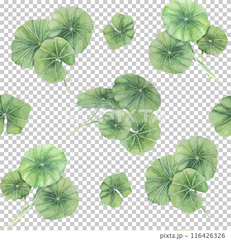 Green centella asiatica seamless pattern, vibrant foliage textile, greenery clipart. Watercolor gotu kola botanical print design for clothes, wallpaper, wrapping paper, scrapbooking, apparel, beauty Green centella asiatica seamless pattern, vibrant foliage textile, greenery clipart. Watercolor gotu kola botanical print design for clothes, wallpaper, wrapping paper, scrapbooking, apparel, beauty 116426326