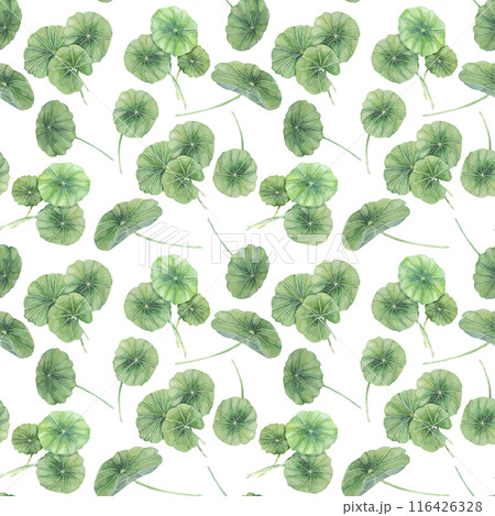 Green centella asiatica seamless pattern, vibrant foliage textile, greenery clipart. Watercolor gotu kola botanical print design for clothes, wallpaper, wrapping paper, scrapbooking, apparel, beauty Green centella asiatica seamless pattern, vibrant foliage textile, greenery clipart. Watercolor gotu kola botanical print design for clothes, wallpaper, wrapping paper, scrapbooking, apparel, beauty 116426328