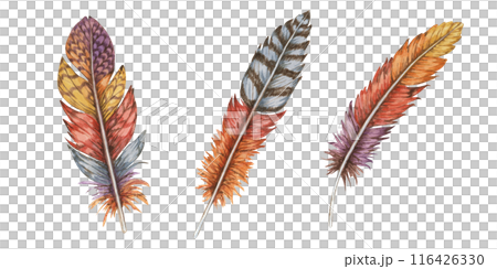 Collection of three feathers in various colors and patterns, Detailed hand drawn watercolor illustration. Perfect for use in boho-themed designs, eclectic art and crafting projects, bohemian decor Collection of three feathers in various colors and patterns, Detailed hand drawn watercolor illustration. Perfect for use in boho-themed designs, eclectic art and crafting projects, bohemian decor 116426330