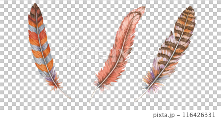 Collection of three feathers in various colors and patterns, Detailed hand drawn watercolor illustration. Perfect for use in boho-themed designs, eclectic art and crafting projects, bohemian decor 116426331