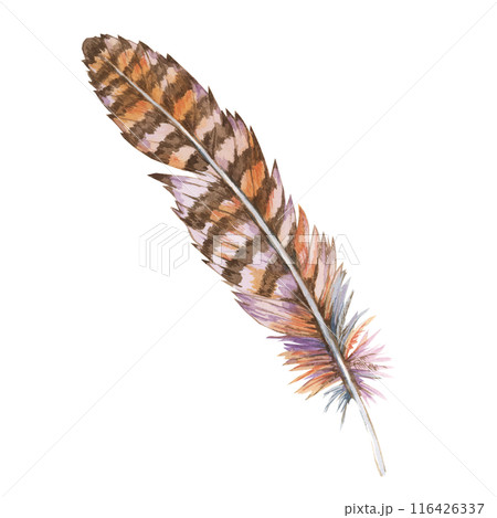 Feather watercolor illustration in earthy palette of browns and beiges with subtle hints of lavender. Plumage Clipart for nature-themed projects, rustic wedding decor, and organic product packaging Feather watercolor illustration in earthy palette of browns and beiges with subtle hints of lavender. Plumage Clipart for nature-themed projects, rustic wedding decor, and organic product packaging 116426337