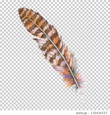 Feather watercolor illustration in earthy palette of browns and beiges with subtle hints of lavender. Plumage Clipart for nature-themed projects, rustic wedding decor, and organic product packaging Feather watercolor illustration in earthy palette of browns and beiges with subtle hints of lavender. Plumage Clipart for nature-themed projects, rustic wedding decor, and organic product packaging 116426337