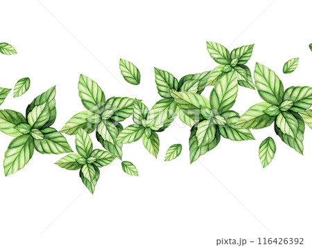 Seamless border, banner, template with fresh green mint. Hand painting peppermint leaves, botanical watercolor illustration isolated on background. For designers, menu, shop, decoration, restaurant, 116426392