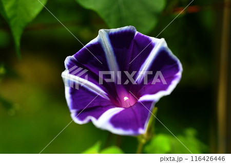 夏の日中に元気よく咲く紫色のアサガオ 116426446