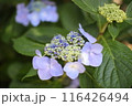 青いガクアジサイ 116426494