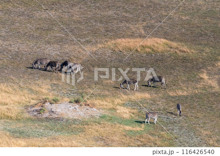 Aerial shot of Zebras grazing in the Okavango Delta Aerial shot of Zebras grazing in the Okavango Delta 116426540