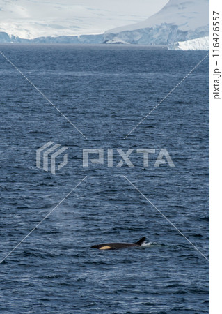 Killer whales in the Antarctic 116426557