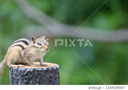 シマリス　埼玉県さいたま市（市民の森・見沼グリーンセンター・りすの家） 116426667