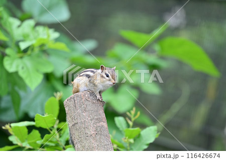シマリス 埼玉県さいたま市(市民の森・見沼グリーンセンター・りすの家) シマリス 埼玉県さいたま市(市民の森・見沼グリーンセンター・りすの家) 116426674