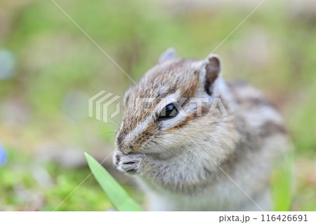 シマリス　埼玉県さいたま市（市民の森・見沼グリーンセンター・りすの家） 116426691