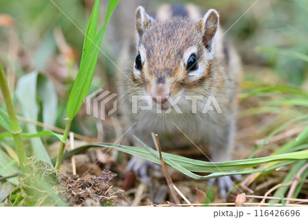 シマリス　埼玉県さいたま市（市民の森・見沼グリーンセンター・りすの家） 116426696